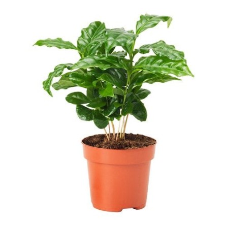 Coffee Plant